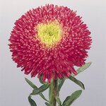 Bright Rose B60.03