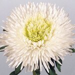 White B60.08