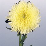 Yellow  B60.09