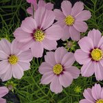 Pink B8.01 нет в наличии