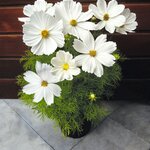 White B8.04 нет в наличии