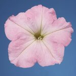 Chiffon Morn B16.07 