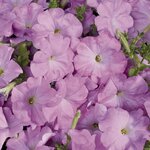 Lilac B16.08 
