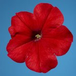 Red B16.14 Нет в наличии