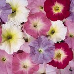 Watercolors Mix B16.29
