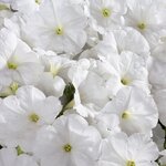White B16.21