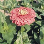 Carmine rose B25.02 нет в наличии