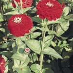 Deep Red B25.04