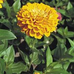 Golden Yellow B25.05