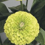 Lime B25.07