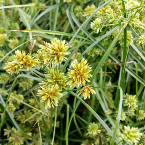 Cыть гладкая ABBY  (Cyperus glaber Abby)