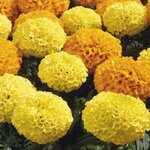 Тагетис (бархатцы) прямостоячий крупноцветковый Discovery