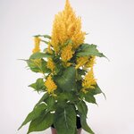 Gold B7.8 нет в наличии