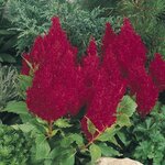 Red B7.10 нет в наличии, возможна замена Glorius Red