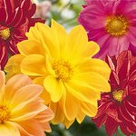 Георгин низкорослый Garden Pride
