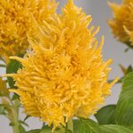Yellow B701.16