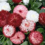 Маргаритка Habanera
