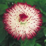 White Red Tips B5.04 Нет в наличии