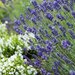 Лаванда Hidcote Blue