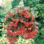 Salmon pink B3.06  нет в наличии