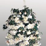White B3.08 нет в наличии