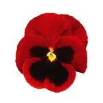 Red Blotch B31-09