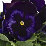 Blue Velvet B32.03