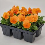 Orange B32.09  
