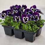 Violet Face B32.15 