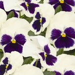 White Blotch B32.17 
