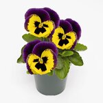 Yellow Purple Wing B32.20
