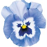 Light Blue B34.02 - Нет в наличии
