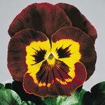 Mahogany-Gold B34.03 