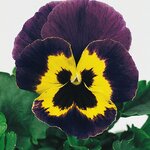 Violet-Gold B34.06 