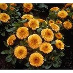 Apricot B39-01