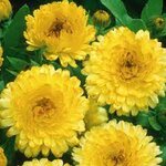 Light Yellow B39-02