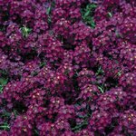 Deep purple B14.03