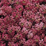 Deep rose B14.04 