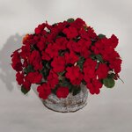 Cherry (Red) B12.02 нет в наличии