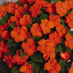 Orange B12.06