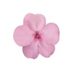 Pink Lemonade (Light Pink) B12.08