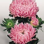 Salmon Pink B63.33