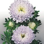 Soft Blue B63.34