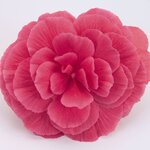Pink Shades B400.24