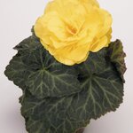 Yellow B400.28