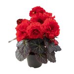 Deep Red B400.23