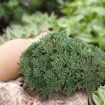 Седум (очиток) Рубенса Лизарт