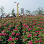 Bright Red B150.01 нет в наличии