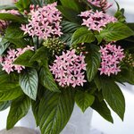 Pink B150.04 нет в наличии