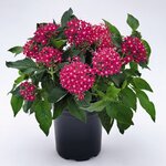 Rose B150.06 нет в наличии